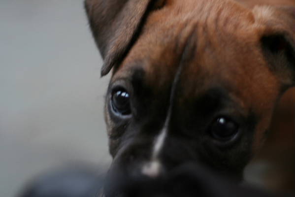 Closeup11