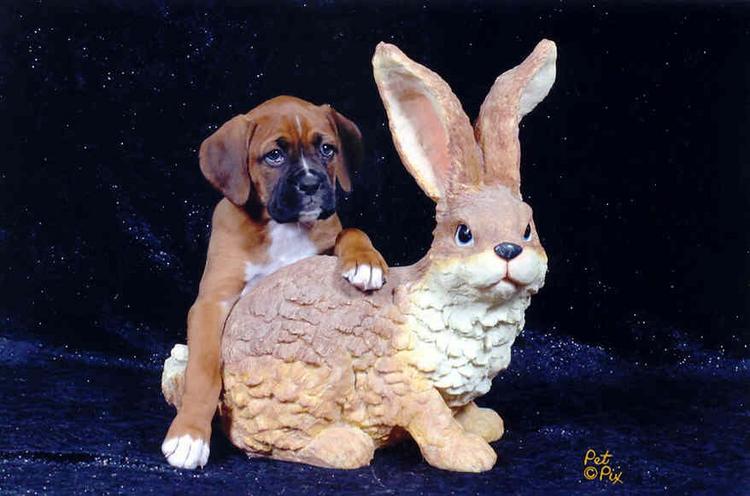 Clover w/Rabbit