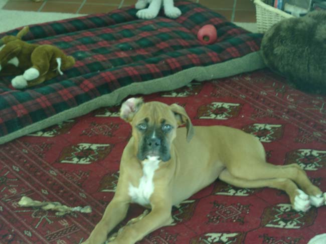 Clover_Living_Room_2