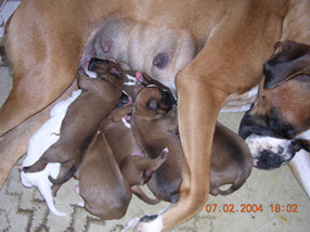Clowi_pups