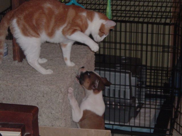 C'mon, I dare ya!