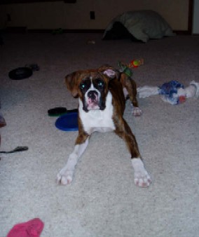 c'mon, mom....we need more toys!