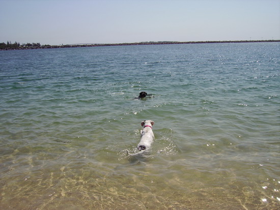 C'MON OSCAR YOU CAN DO IT - ( POOR OSCAR CANT SWIM TO GOOD)