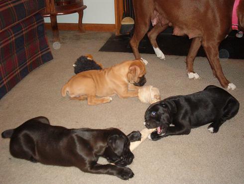 Coal and Sisters