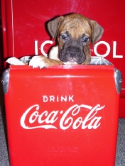 Coca Cola Boxer
