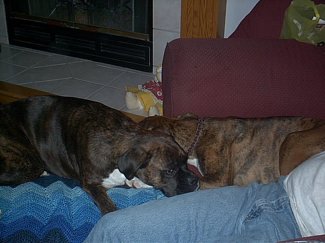 Coco & Alice napping