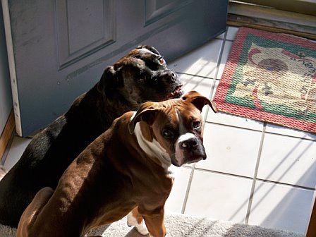 Coco and Dozer