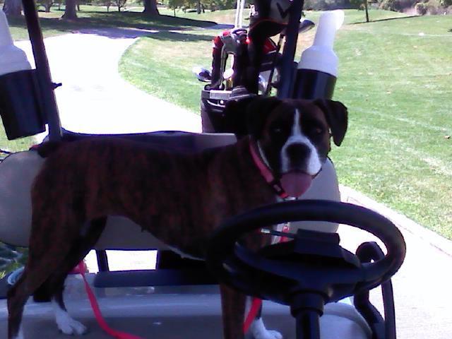 Coco golfing with her Daddy