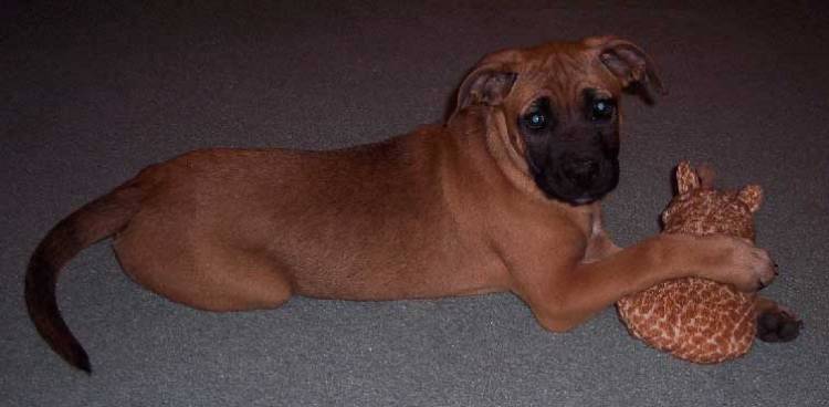 Cody - 10 weeks