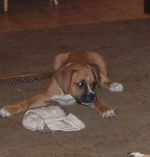 Cody @ 10 weeks