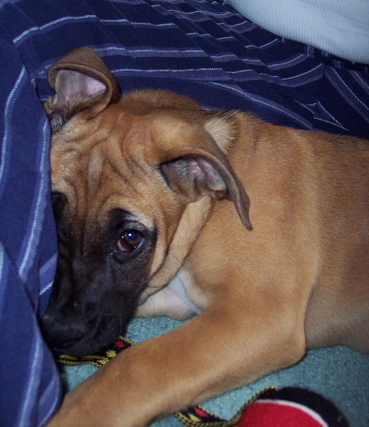 cody - 11 weeks