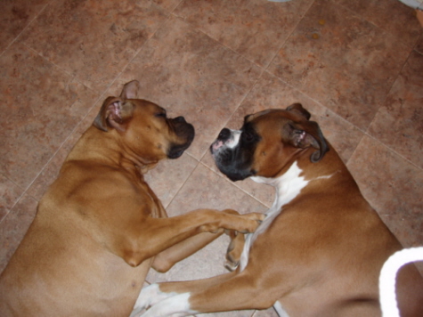 Cody and Aniah in love