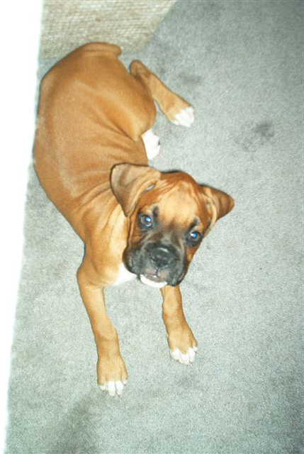 Cody at 10 weeks