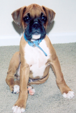 Cody at 10 weeks