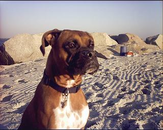 Cody - at the beach