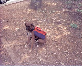 Cody - camping with his backpack