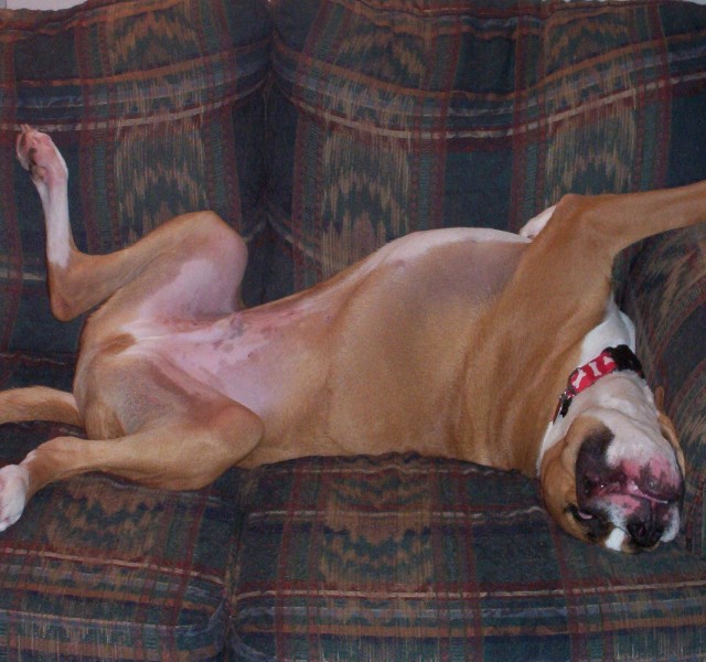Cody SO Comfortable on Couch