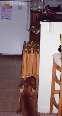 Colby and Kuma checking each other out...hehe