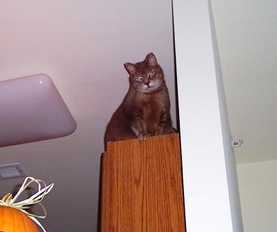 Colby_on_Cabinets