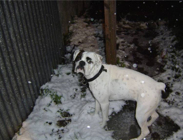 Cold dog