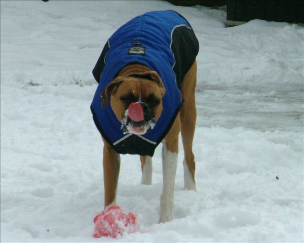 Cold tongue!