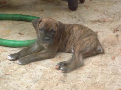 Cole - puppy