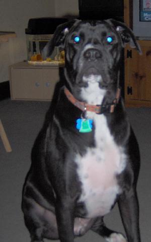 Coleman... Such a good boy!