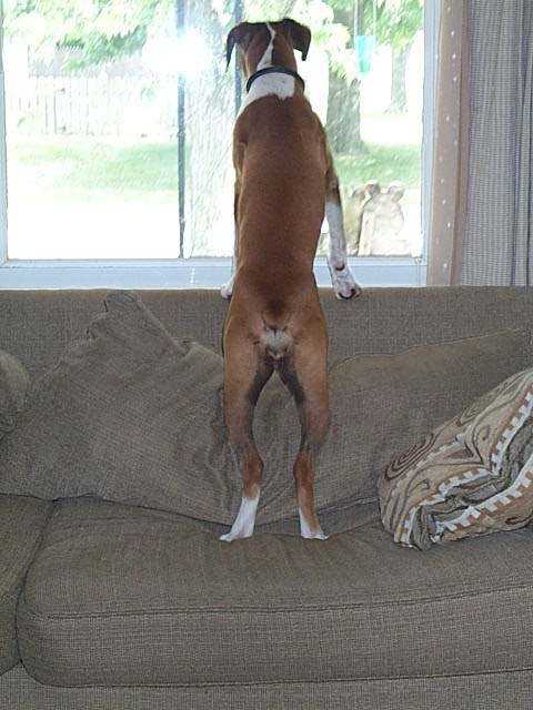 Come Back Daddy!