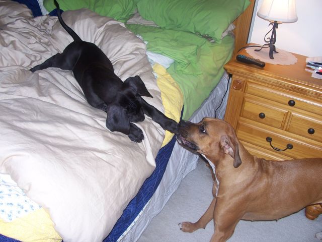 Come on - get off the bed!!