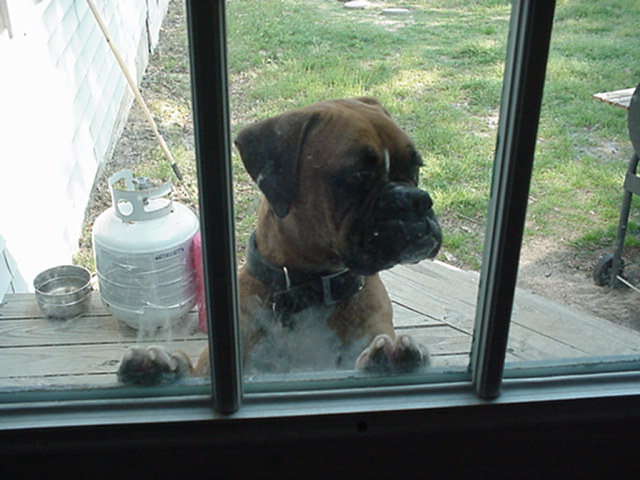 Come on guys!  Let me in!