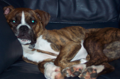 Comfy Duke
