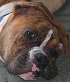 Comfy Kronk