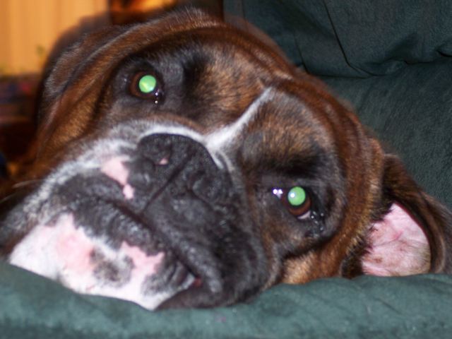Comfy Tobie