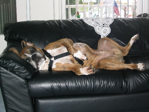 comfy?