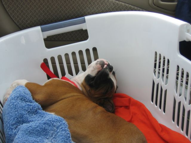 Coming Home