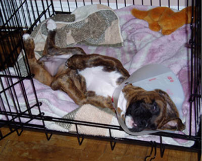 Cone head roxy