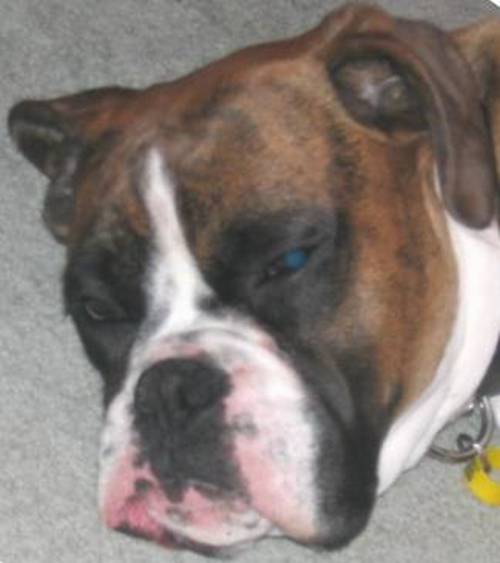 Conked out boxers