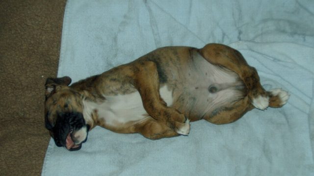 conked out