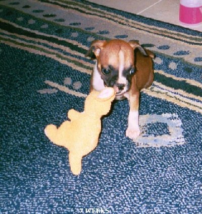 connor_kangaroo_7_weeks