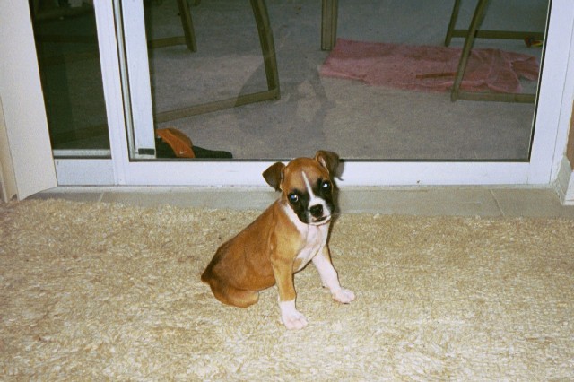 connor_sitting_9_weeks