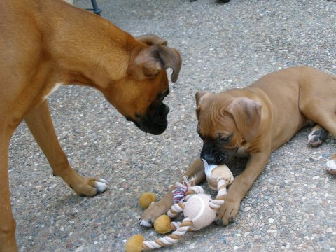 Conquering the chew toy