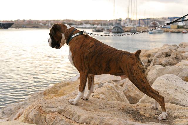 Contemplating a swim