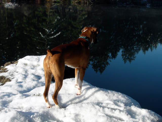 Contemplating Swimming