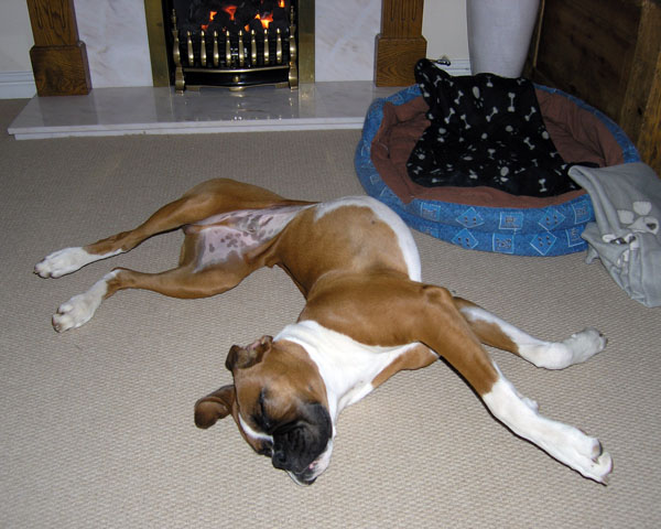 Contortionist