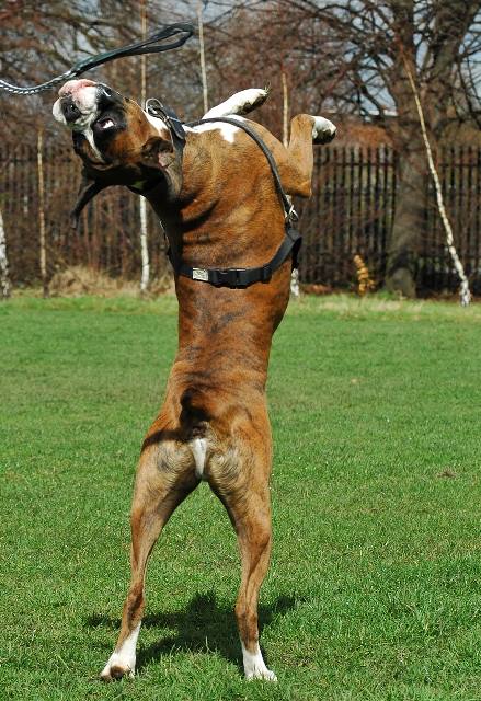 Contortionist