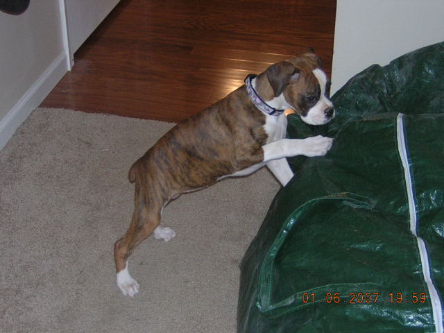 cookie at 12 weeks