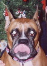 Cookie?