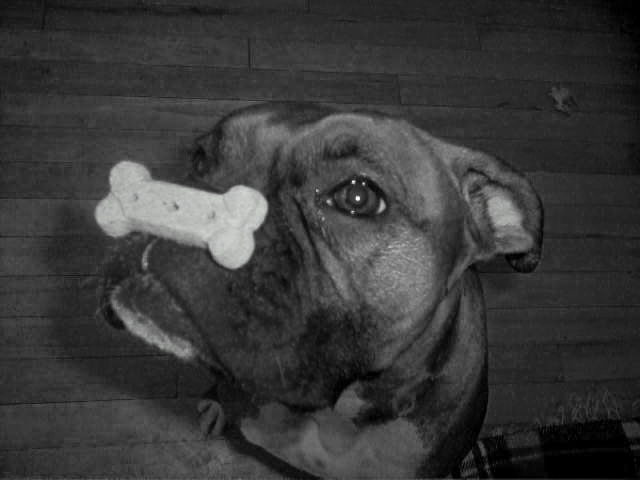 Cookie