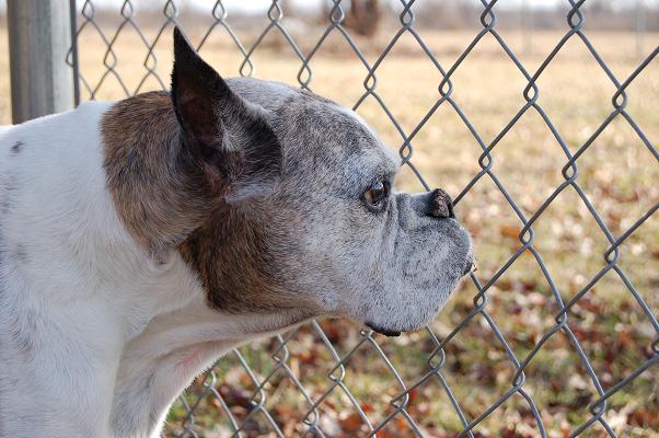 Cookie's 13th birthday
