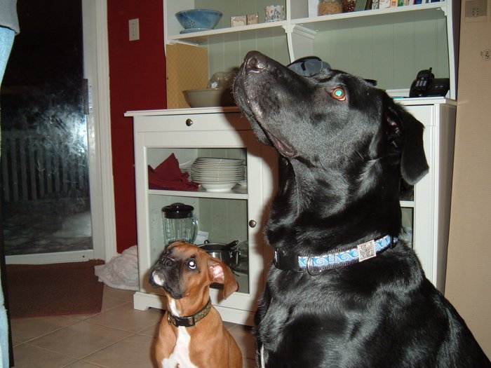 cookies please!